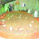 DRC: DAIPN Lukelenge farm with a first batch of 5,000 chicks by the FPI