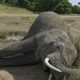 DRC: 90% of elephants killed, ivory trade a permanent threat