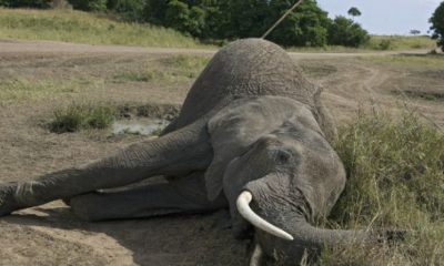 DRC: 90% of elephants killed, ivory trade a permanent threat